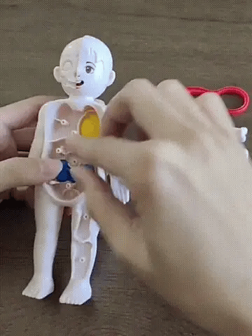 Educatief Lichaamsmodel – Interactief – Voor Kinderen – Met Uithaalbare Organen