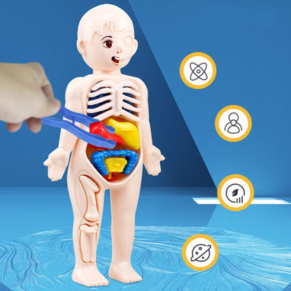 Educatief Lichaamsmodel – Interactief – Voor Kinderen – Met Uithaalbare Organen