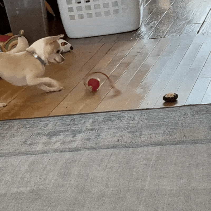 Virall Rolling Ball – Geluidseffecten – Robuuste structuur – Voor honden