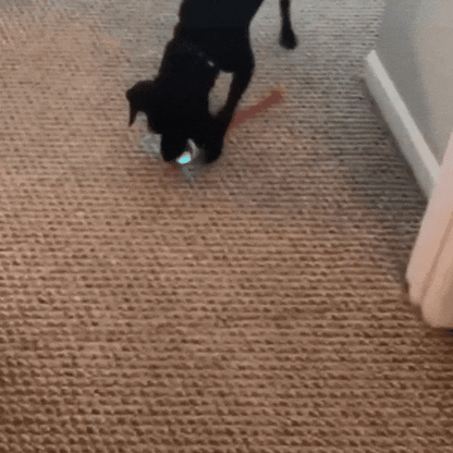 Virall Rolling Ball – Geluidseffecten – Robuuste structuur – Voor honden